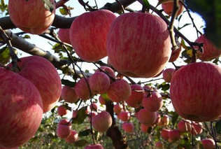 使用蟲(chóng)情測(cè)報(bào)燈后的蘋(píng)果園